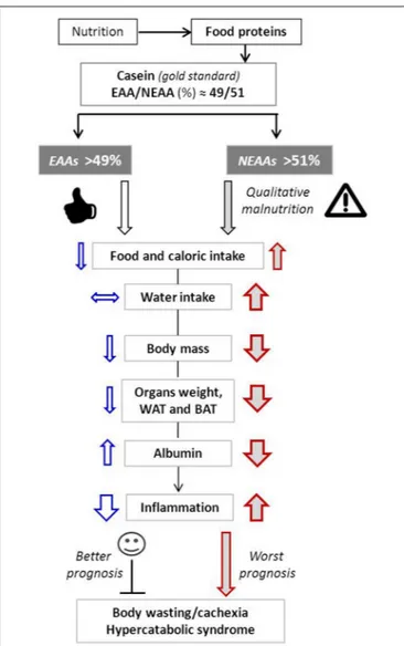 FIGURE 3 | Schematic representation of the main metabolic effects induced by variation of EAA/NEAA ratios