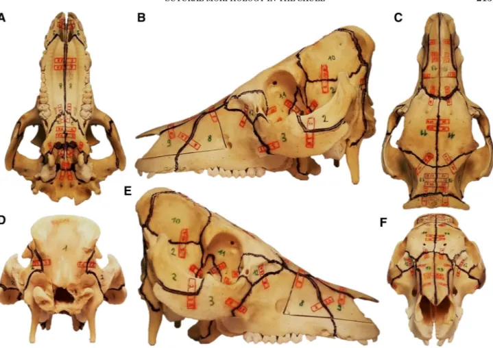 Fig. 1. Occlusal (A), lateral left (B), cranial (C), caudal (D), lateral right (E), and frontal (F) view of the swine skull