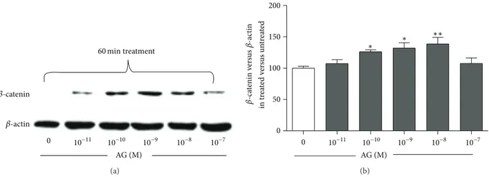 Figure 1: Representative Western blot (a) and quantification (b) of the effect of increasing concentrations of ghrelin (AG, 10 −11 –10 −7 M, 1 h treatment) on 
