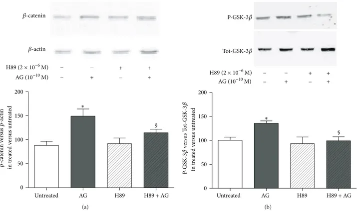 Figure 4: Effect of the pretreatment with the PKA inhibitor H89 (2×10 −6 M, 30 min before) on (a) 