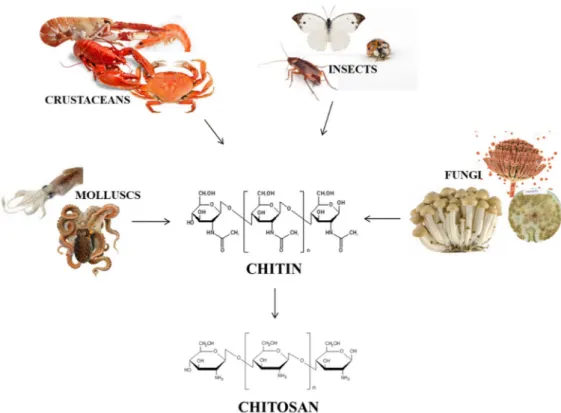 Figure 2. Examples of chitin and chitosan sources. 