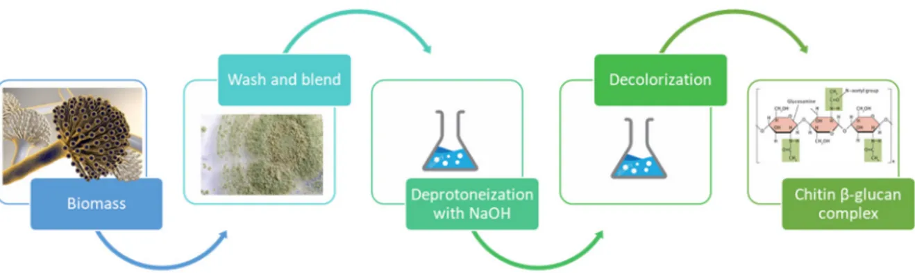 Figure 4. Conventional steps for chitin extraction from fungi.  2.3. Green Extraction Methods 