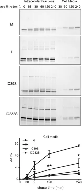 Figure 4. Effects of disulphide bonding on maturation and secretion of I AAT.