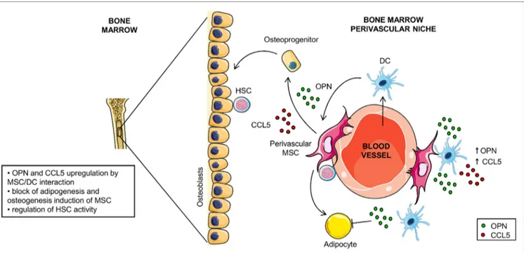FigUre 7 | Hypothetical model for osteopontin (OPN) production in dendritic cell (DC)/mesenchymal stromal cells (MSC) cross-talk