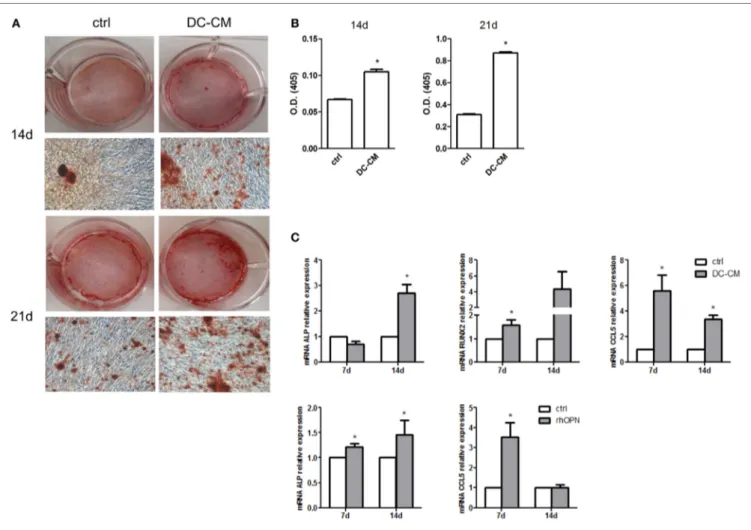 FigUre 4 | DC-conditioned medium induces mesenchymal stromal cells (MSC) differentiation into osteoblasts through osteopontin release