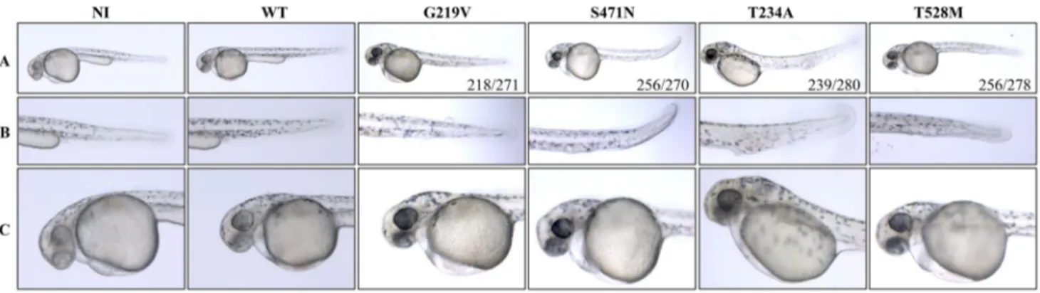 Fig. 1    Overexpression of WT and mutant PANK2 mRNAs in  zebrafish embryos. Phenotypic assessment of embryos at 48 hpf  after injection of WT and mutant PANK2 mRNAs (50 pg/embryo)