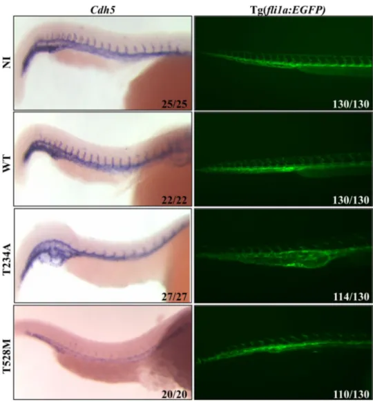 Fig. 3    Analysis of vascular  development in embryos  overexpressing WT and  KON-Mt mRNAs