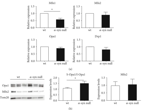 Figure 3: Expression levels of mitochondrial proteins involved in shape modiﬁcation. (a) Relative expression of Mfn1, Mfn2, Opa1, and Drp1 was evaluated by using real-time PCR on primary cortical neuron extracts of wt and α-syn null mice