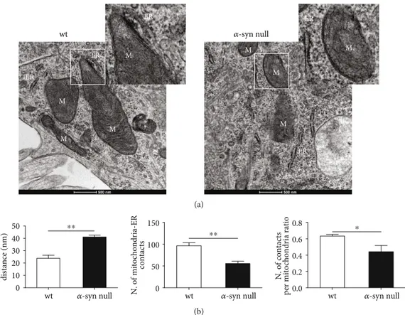 Figure 4: TEM-based morphological analysis of mitochondria-ER interaction of primary cortical neurons of wt and α-syn null mice