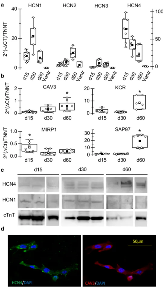 Fig. 2    hiPSC-CMs express  HCN isoforms and auxiliary  proteins. a Box-plot showing  qRT-PCR analysis of HCN1-4  genes in iPSC-CMs at d15, 30,  and 60, as indicated; Troponin  T expression was used as  refer-ence gene in each sample to  normalize for car