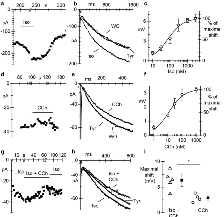 Fig. 4    I f  current in pacemaker pCMs is modulated by sympathetic 