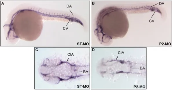 Fig. 9. pank2 down-regulation alters expression of vascular endothelial cadherin 5. Cadherin 5 expression was analyzed by in situ hybridization in control embryos (A, C) and pank2 morphants (B, D) at 24 hpf