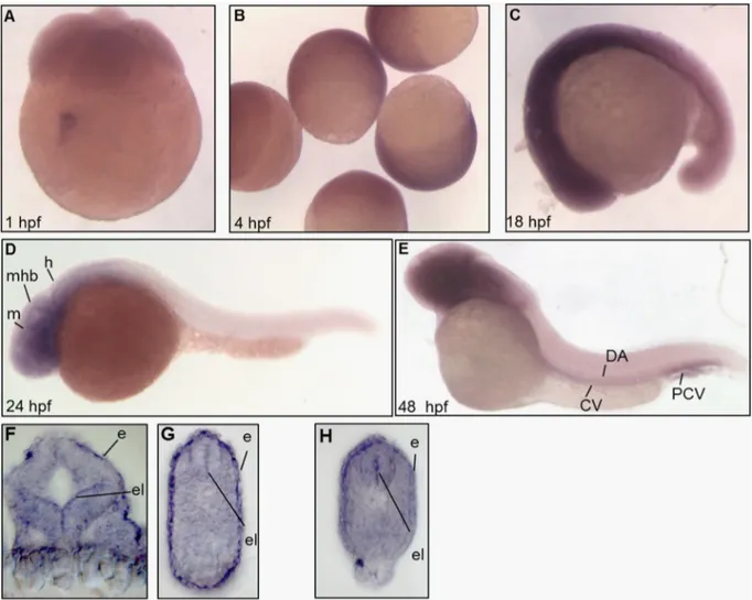 Fig. 1. Developmental expression of zebraﬁsh pank2. WISH was performed from 1 to 48 hpf using a pank2-speciﬁc, DIG-labeled antisense probe of 625 bp