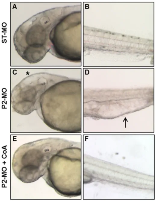 Fig. 5. CoA administration allows normal development in P2-MO-injected embryos. Morphological comparison at 48 hpf of ST-MO- (A, B) and P2-MO-injected embryos (C, D) with P2- P2-MO-injected embryos treated with 100 μM CoA (E, F)