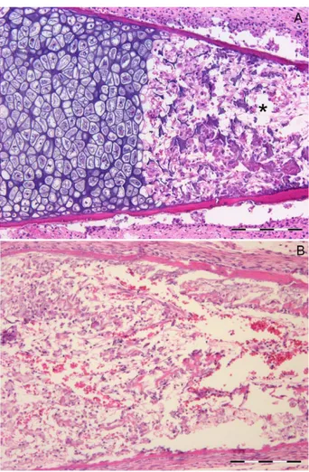 Fig. 3. Human fetal, proximal ulna. (A) 20th week (hematoxy- (hematoxy-lin-eosin/bar 5 200 mm)