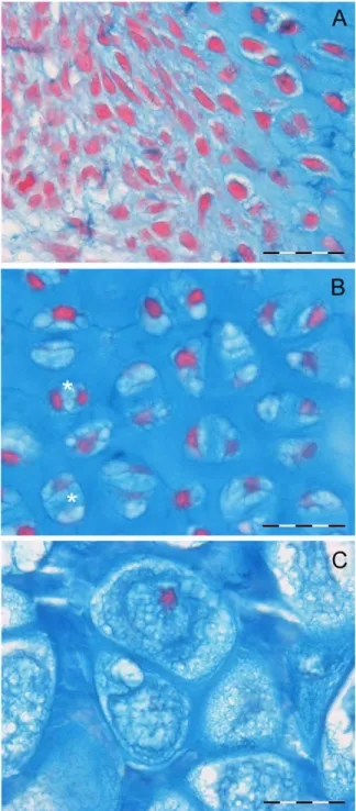 Fig. 5. Human fetal, 3rd metacarpus. (A) 20th week, (Alcian blue-neutral red/bar 5 20 mm)