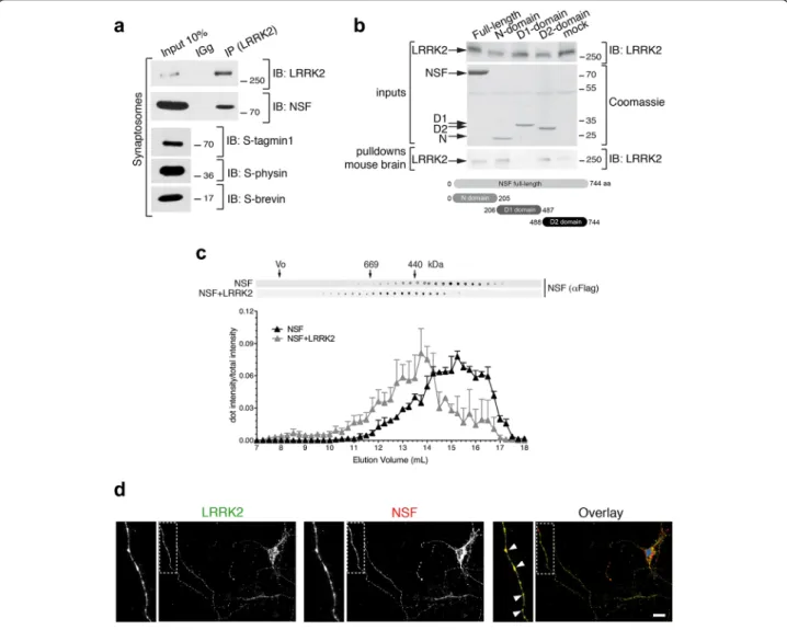 Fig. 2 LRRK2 interacts with NSF. a Extracts of purified cortical synaptosomes were incubated with anti-LRRK2 antibodies or rabbit IgG