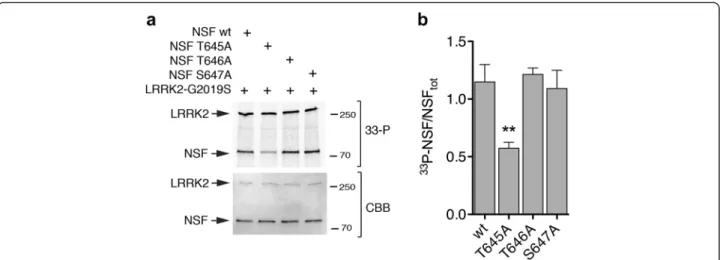 Fig. 4 LRRK2 phosphorylates NSF at T645. a In vitro kinase assays with 3xFlag-LRRK2 G2019S and NSF wild-type or non-phosphorylatable mutants T645A, T646A and S647A mutants at 1:10 ratio LRRK2:NSF