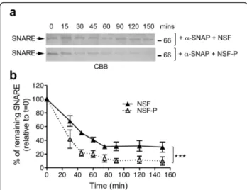 Fig. 6 Phosphorylated NSF exhibits increased rate of SNARE complex disassembling in vitro