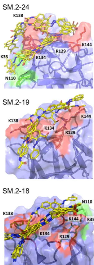 Figure 5.  The best poses of SM.2–24, SM.2–19 and SM.2–18, resulting from the ensemble docking of  the ligands into the heparin-binding pocket of FGF2