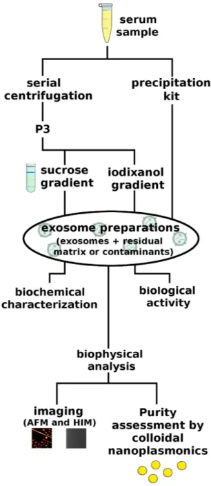 Figure 1.  Residual matrix from different separation techniques impacts exosome preparations’ biological  activity: rationale sketched