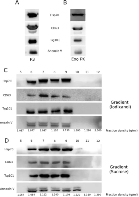 Figure 2.  Biochemical characterization of exosome preparations: exosome preparations were obtained  from 1 mL MM pool with four different protocols