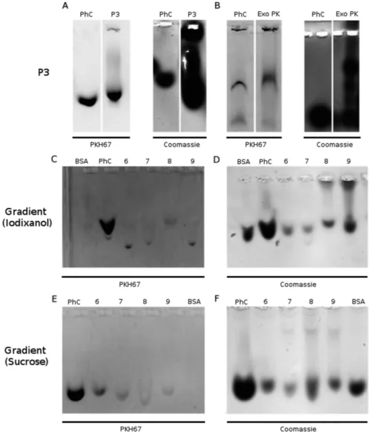 Figure 3.  Residual matrix visualization: exosome preparations were isolated from 1 mL of MM pool  with different protocols