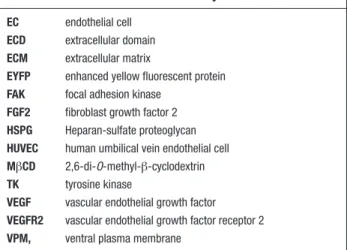 Figure 1. Vascular endothelial growth factor receptor 2 (VEGFR2) relocate at the basal aspect of endothelial cells (ECs) during in vivo 