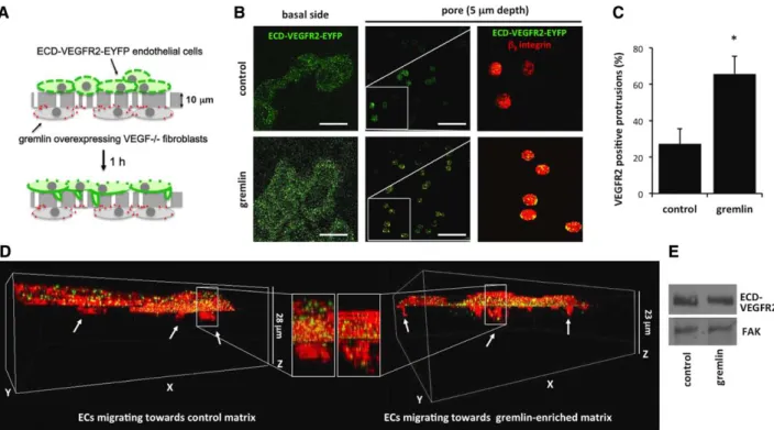 Figure 2. Substrate-bound gremlin recruits vascular endothelial growth factor receptor 2 (VEGFR2) at the basal aspect and the leading 