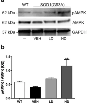 Figure 6.  Analysis of phosphorylation of AMPK. Western blot assay was performed in the cytoplasmic fraction 