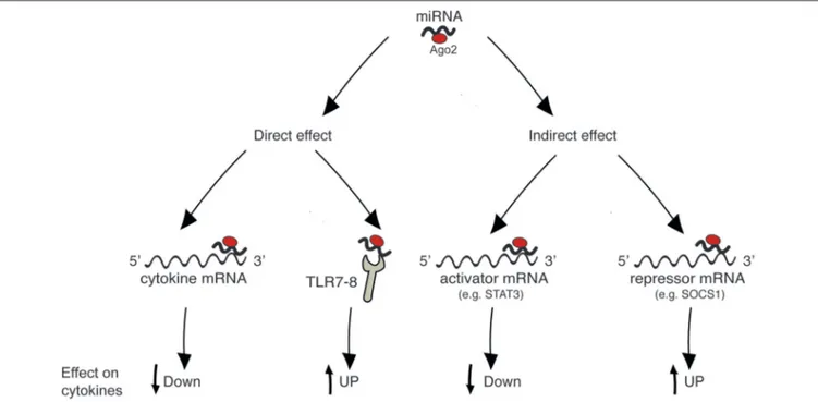 FIGURE 1 | Mechanisms of cytokine regulation by miRNAs. “Direct” regulation comprises targeting of cytokine mRNA and triggering of innate immune receptors leading to cytokine production