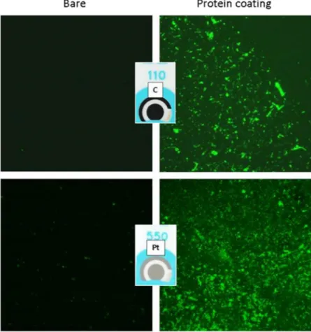 Figure 4.  Characterization of protein adhesion on WE by using fluorescence microscopy