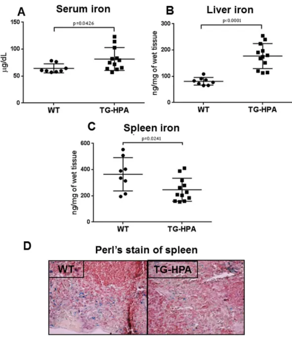 Fig 5. Transgenic mice overexpressing heparanase showed altered iron homeostasis. (A) Levels of serum