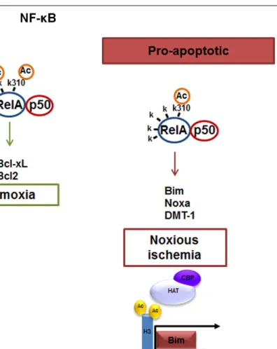 FIGURE 1 | The p50/RelA and p50/c-Rel dimers regulate neuronal survival. Anti-apoptotic effects of NF- κB can be mediated by c-Rel containing dimers, which enhance neuronal resilience to oxidative stress by inducing Bcl-xL, MnSOD, UCP4, and BIRC3 expressio
