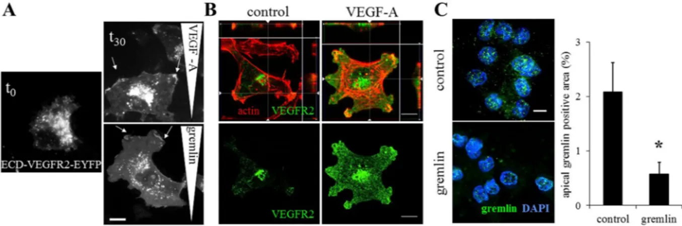 Figure 1.  VEGF-A and gremlin induce VEGFR2 rearrangement on EC surface. (A) ECD-VEGFR2-EYFP  ECs were stimulated by a VEGF-A or gremlin gradient for 2 hours, fixed and analysed using a Zeiss Axiovert  200M system (630×; white bar: 10 μm)