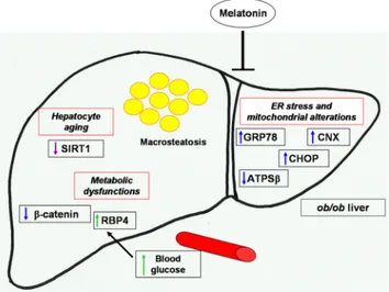 Fig 6. Melatonin protective effects against NAFLD liver alterations. Schematic representation of melatonin attenuation of hepatic macrosteatosis, endoplasmic reticulum stress, mitochondrial and metabolic alterations in NAFLD obese mice.