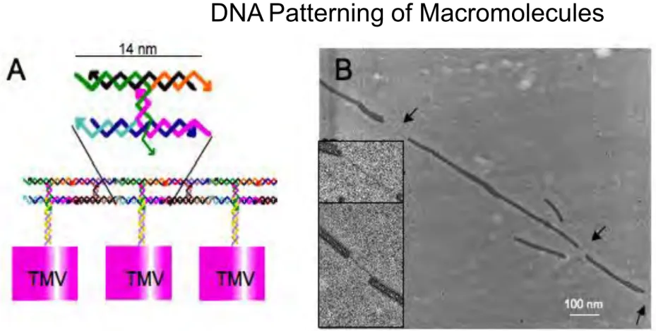 Fig. 1.  DNA ladder directed assembly of TMV nanowires.  A, Diagram of DNA ladder  assembly  with TMV binding sites positioned at ever other rung