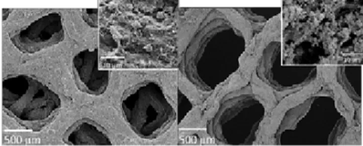Fig. 3. Growth of electroactive biofilm onto the anode surface of the 