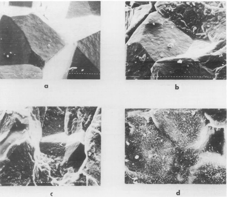 Figure  9  Scanning electron micrographs  of fractured  surfaces  of iPP  samples  at  different undercoolings: (a) iPP1,  AT-65°C;  (b)  iPP1,  AT= 55°C;  (c) iPP6,  AT-65°C;  (d)  iPP6,  AT= 55°C 