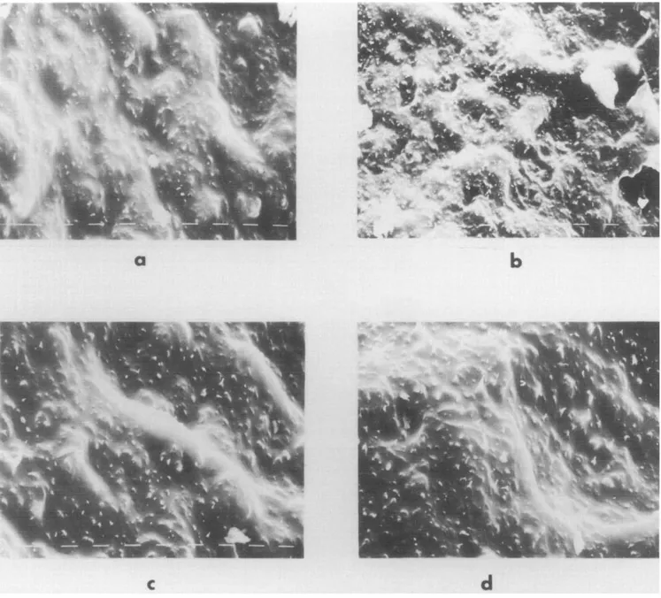 Figure 11  Scanning electron micrographs of fractured surfaces at different undercoolings of iPP samples containing sodium benzoate as nucleating  agent: (a) iPP4, AT= 65°C; (b) iPP4, AT= 55°C; (c) iPP6, AT= 65°C; (d) iPP6, AT= 55°C 