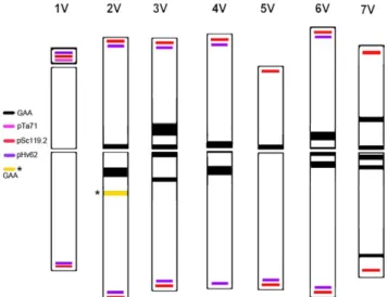 Figure 2. Ideogram of D. villosum chromosomes with the FISH probes labeling patterns. Ideogram showing the chromosomal distribution of the (GAA) 7 oligonucleotide and of the three repetitive DNA sequences pTa71 (pink bar), pSc119.2 (scarlet bar) and pHv62 