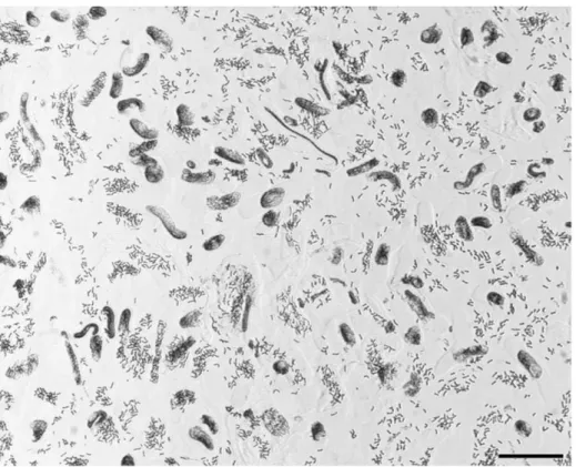 Figure 3. Dasypyrum villosum metaphases after a ‘‘dual blocking steps’’ cell cycle synchronization procedure