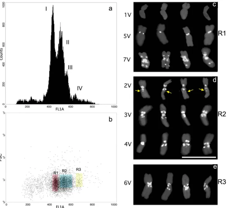Figure 4. Dasypyrum villosum FCM karyotyping and chromosome identification after flow sorting