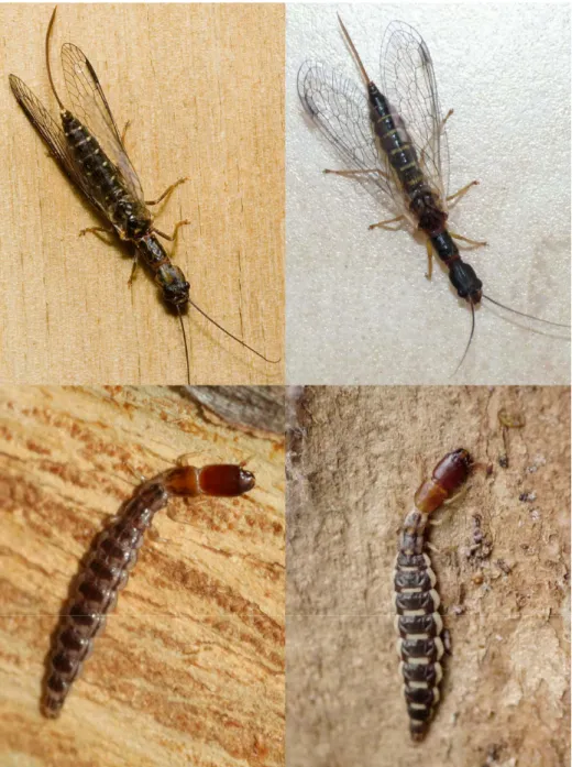 Figure 1.  Comparison  between  Fibla maclachlani  (left)  and  Parainocellia bicolor  (right)  as  adult female (up) and almost mature larva (down)