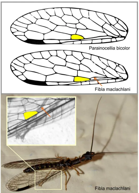 Figure 2.  Difference  in  the  wing  venation  that  differentiates  the  genera  Fibla  from 