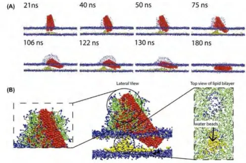 Figure 3: Process of pore formation inside the lipid bilayer during the insertion process of a bundle made of CNTs long 10 nm (A)