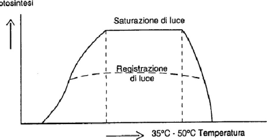 Figura 6. All’inizio la fotosintesi aumenta con l’aumentare della temperatura, poi diminuisce al di  sopra dei 35 °C e la pianta muore a circa 50 °C 