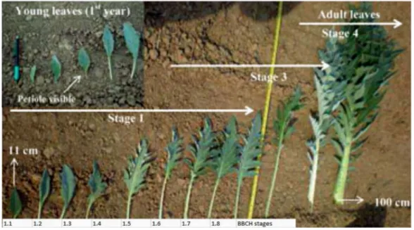 Figure 1. BBCH scale growth stages of C. cardunculus [ 26 ].