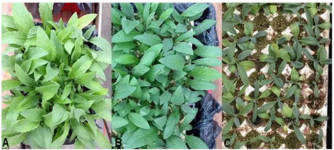 Figure 2. Experimental plateau of cardoon plants growing in hydroponics boxes (plateaus) at different