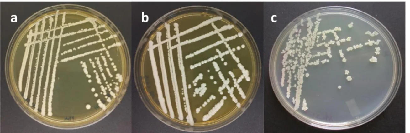 Figura  4:  Piastre  Petri    di  Pichia  guilliermondii  ceppo  CTR-2  (a),  Pichia  anomala  ceppo  GR-2001 (b) e Bacillus subtilis ceppo ET-1 (c)